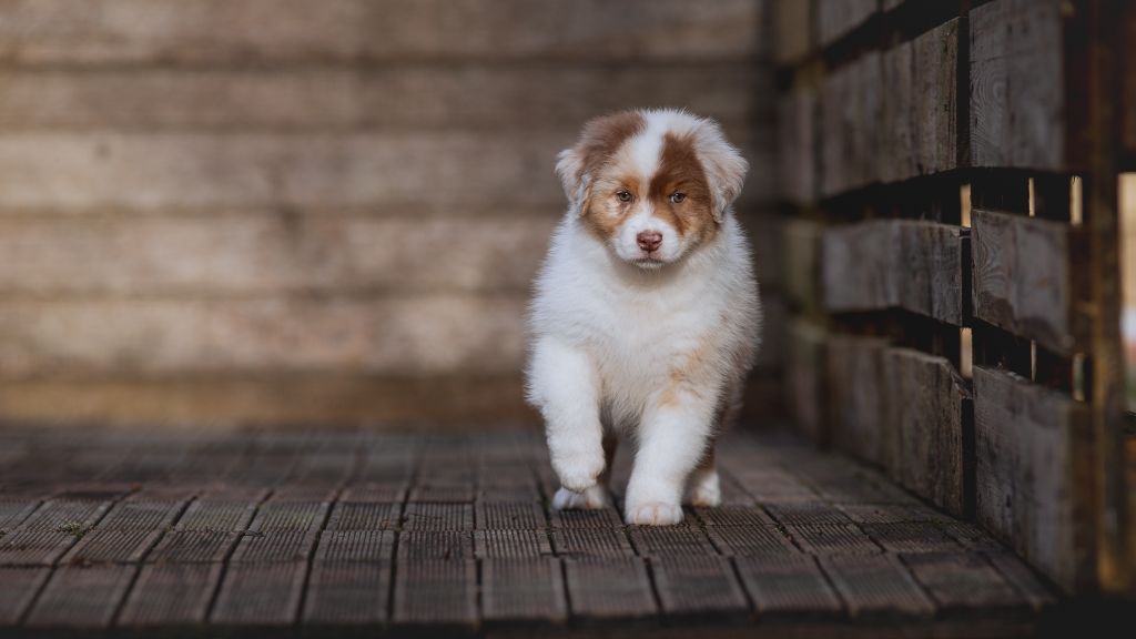 de la Dune d'Ozalee - Chiot disponible  - Berger Australien