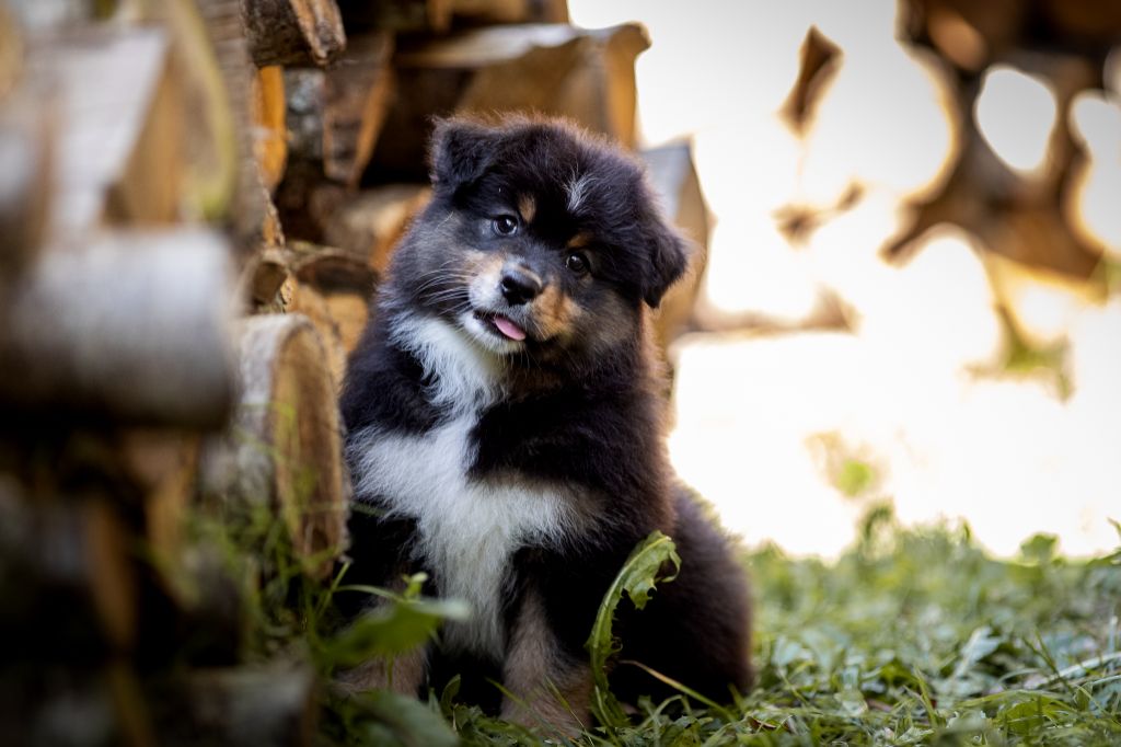 chiot Berger Australien de la Dune d'Ozalee