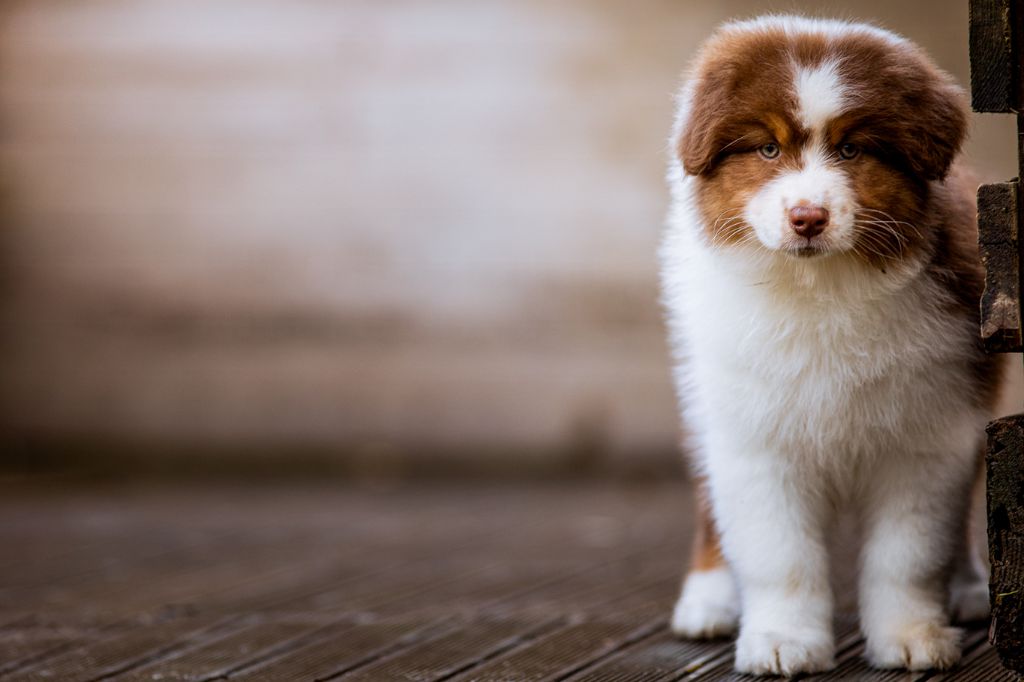 chiot Berger Australien de la Dune d'Ozalee