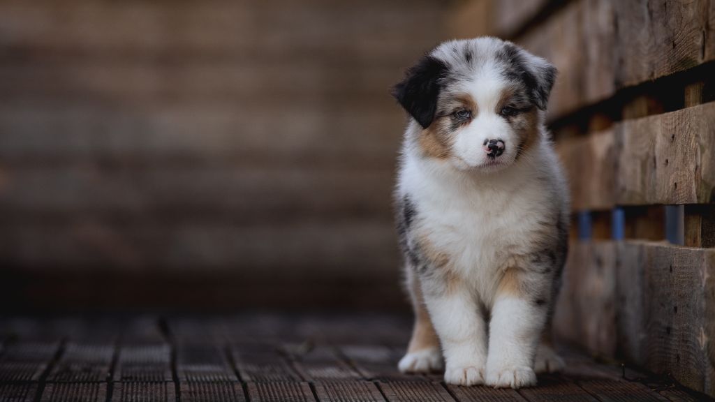 chiot Berger Australien de la Dune d'Ozalee