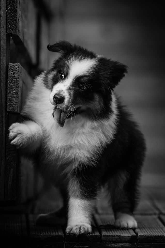 chiot Berger Australien de la Dune d'Ozalee