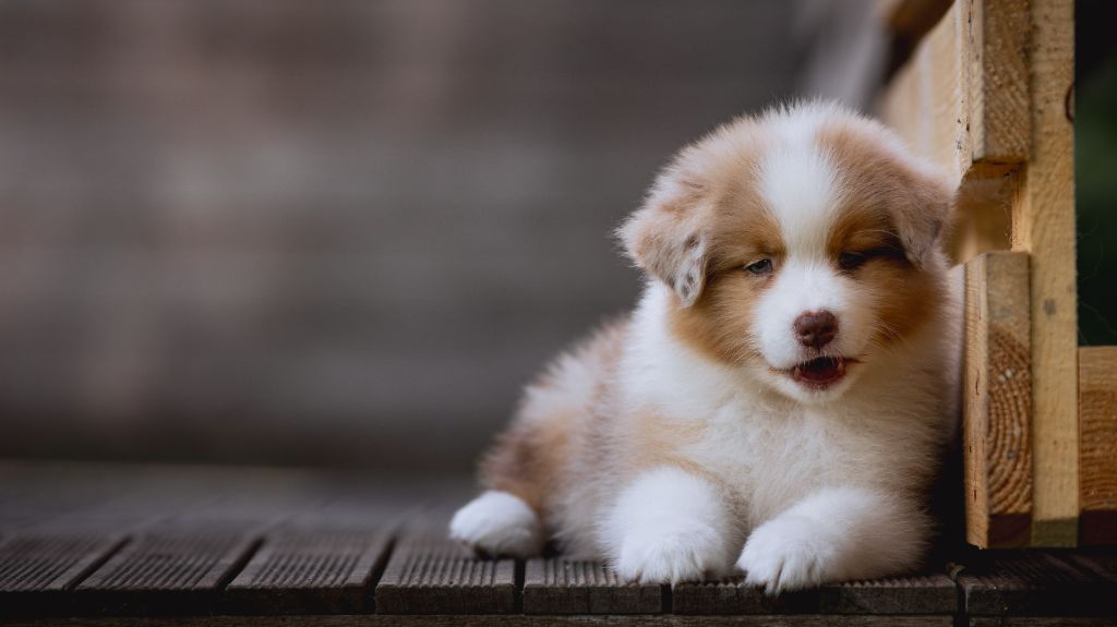 chiot Berger Australien de la Dune d'Ozalee