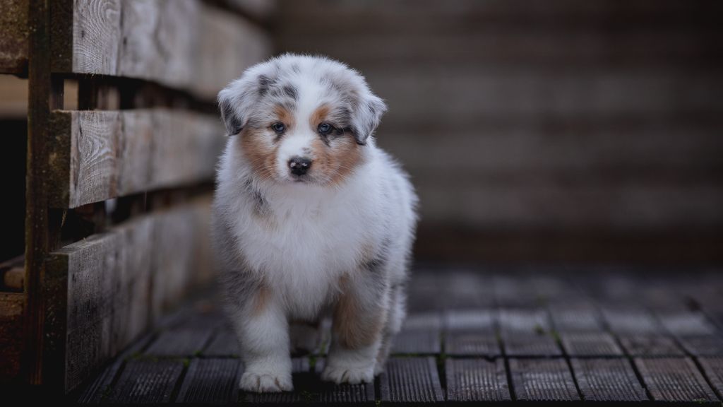 de la Dune d'Ozalee - Chiot disponible  - Berger Australien