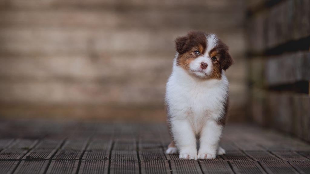 de la Dune d'Ozalee - Chiot disponible  - Berger Australien