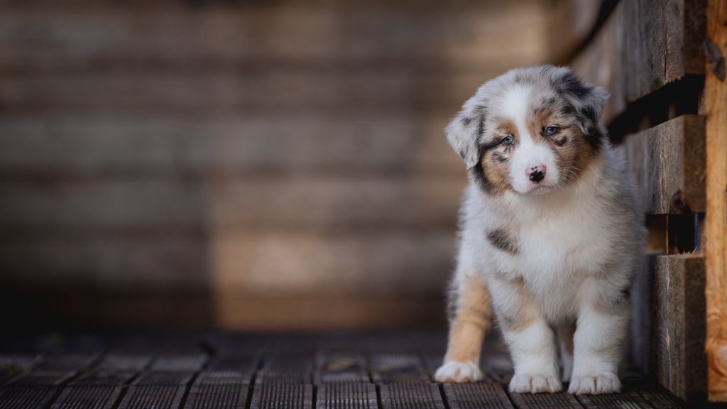 de la Dune d'Ozalee - Chiot disponible  - Berger Australien