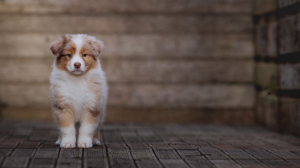 de la Dune d'Ozalee - Chiot disponible  - Berger Australien