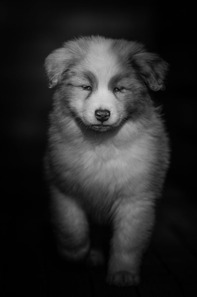 chiot Berger Australien de la Dune d'Ozalee