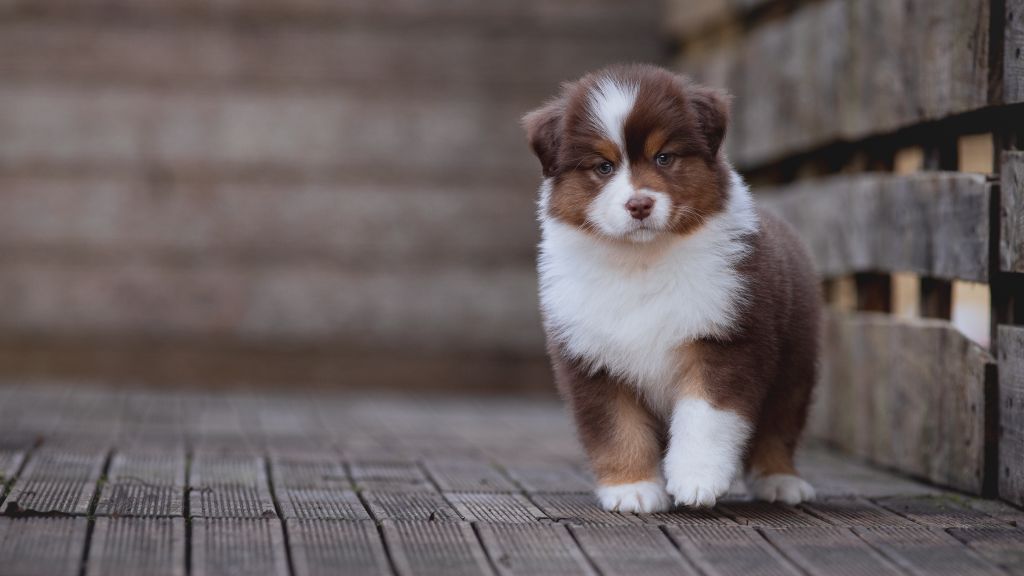 chiot Berger Australien de la Dune d'Ozalee