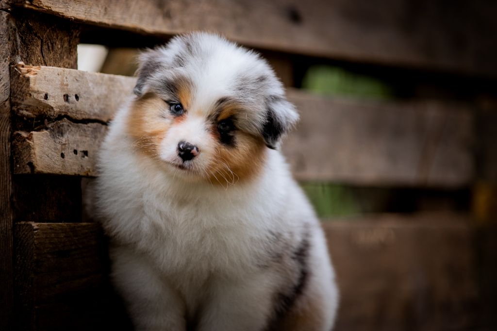 chiot Berger Australien de la Dune d'Ozalee