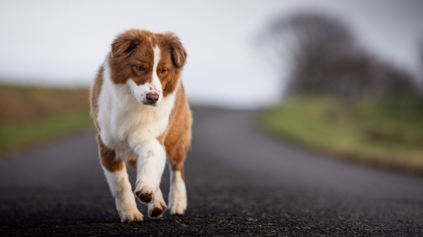 Unstoppable Arctic Wolf de la Dune d'Ozalee