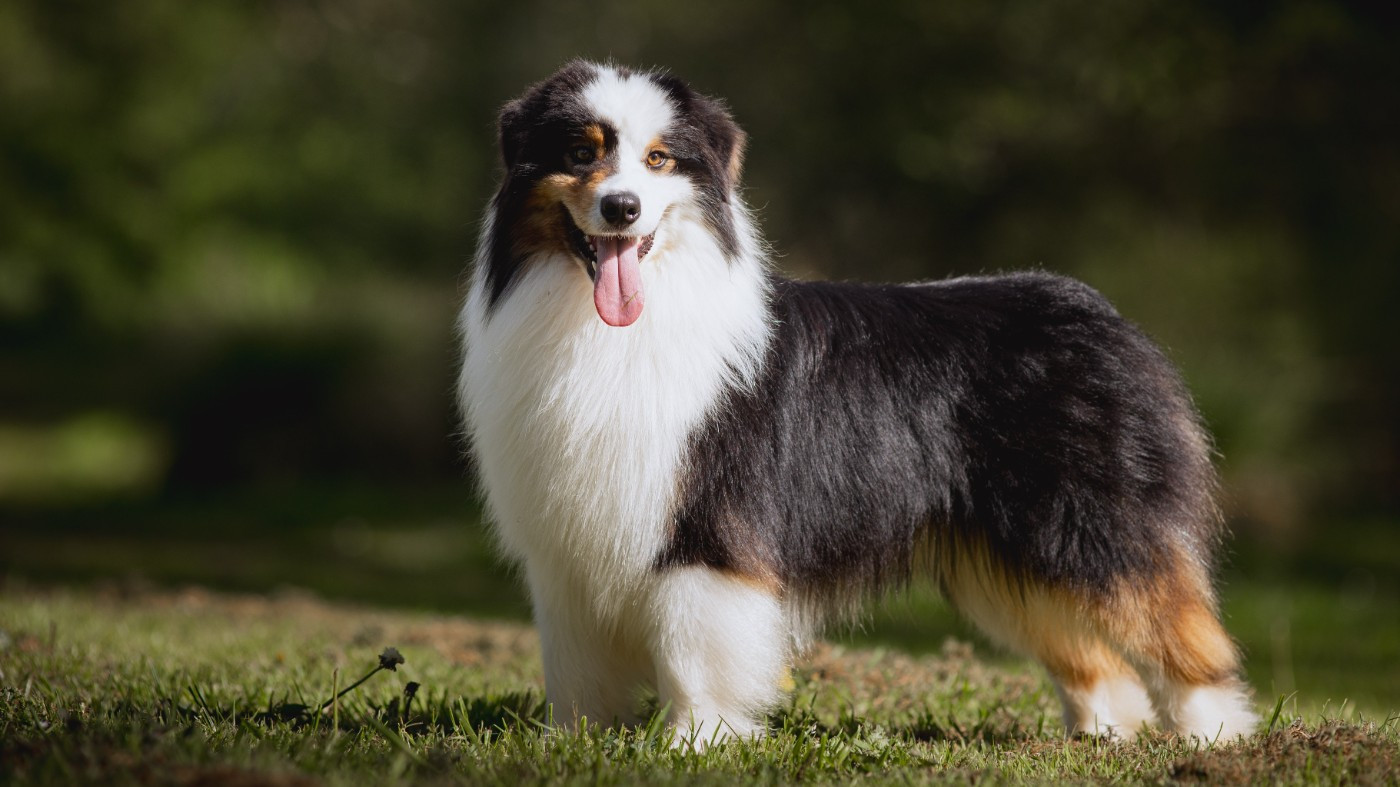 Vision Kush des Terres De Khairyaca