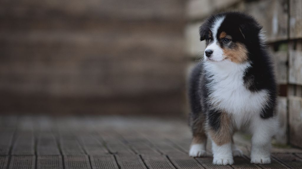 de la Dune d'Ozalee - Chiots disponibles - Berger Australien