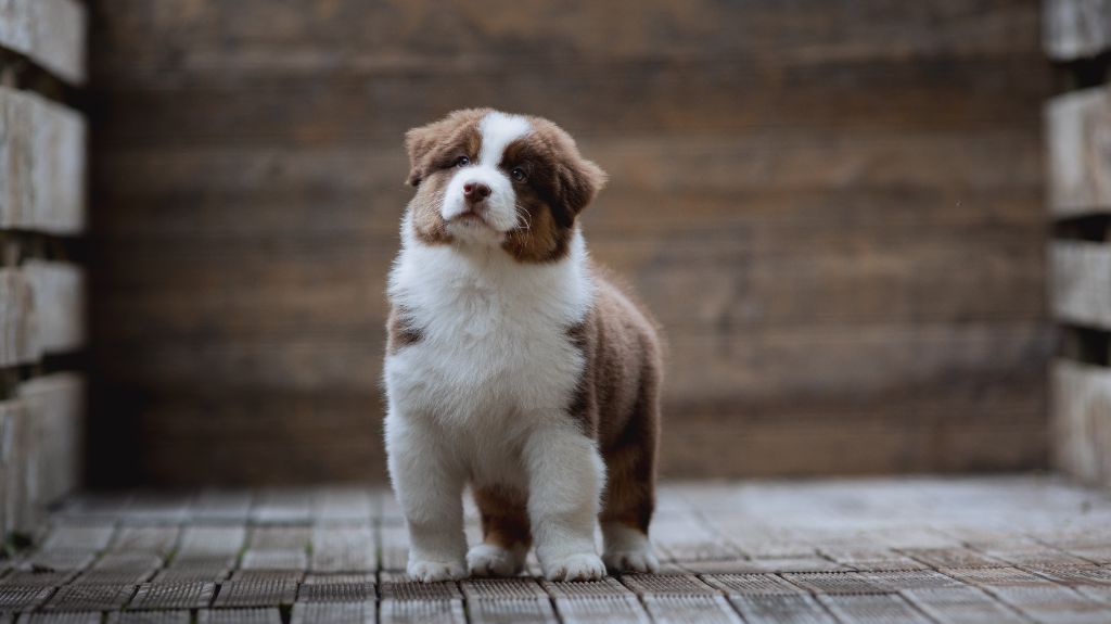 de la Dune d'Ozalee - Chiots disponibles - Berger Australien