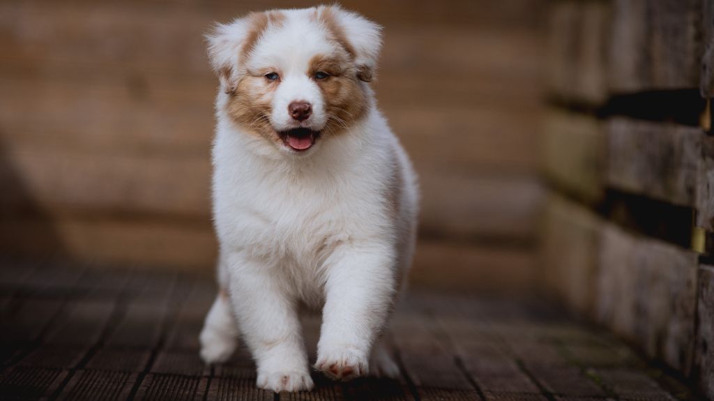 Chiot Berger Australien de la Dune d'Ozalee