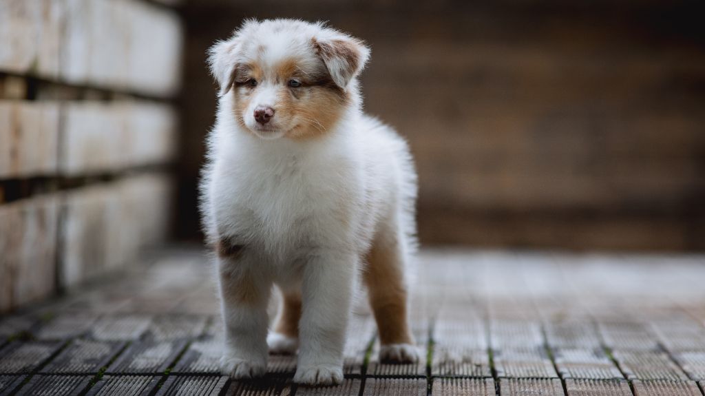 de la Dune d'Ozalee - Chiots disponibles - Berger Australien