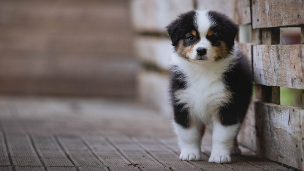 de la Dune d'Ozalee - Chiots disponibles - Berger Australien