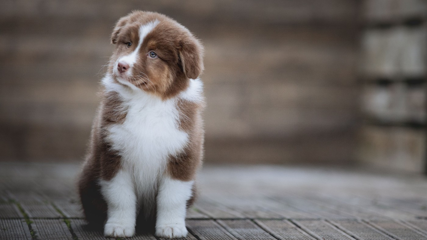 de la Dune d'Ozalee - Chiots disponibles - Berger Australien