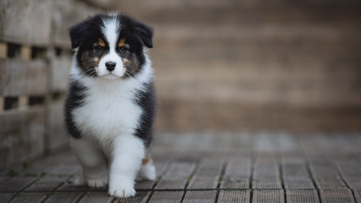 de la Dune d'Ozalee - Chiots disponibles - Berger Australien
