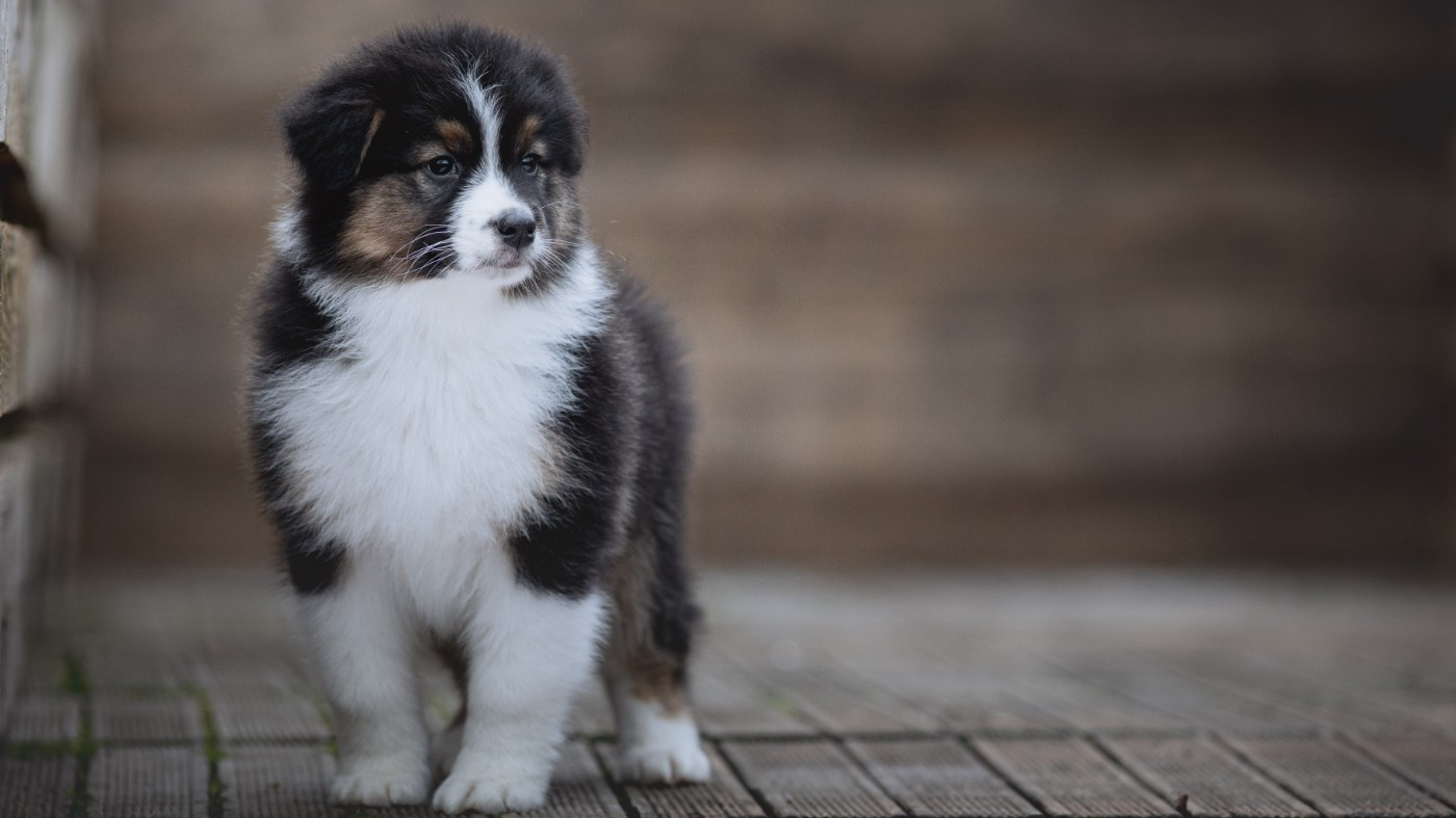 de la Dune d'Ozalee - Chiots disponibles - Berger Australien