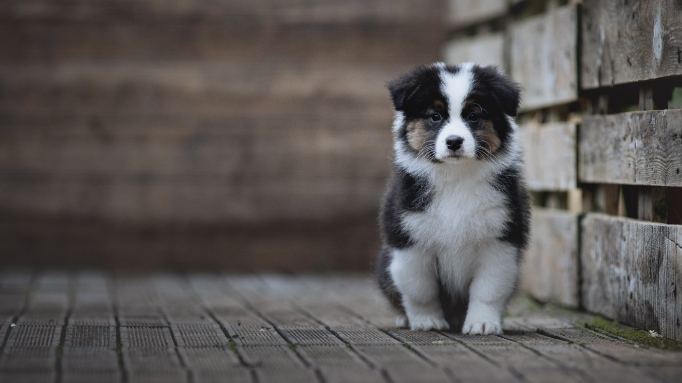 de la Dune d'Ozalee - Chiots disponibles - Berger Australien