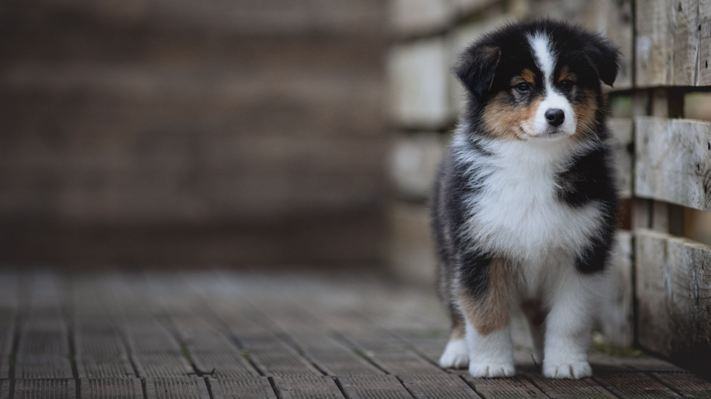 de la Dune d'Ozalee - Chiots disponibles - Berger Australien