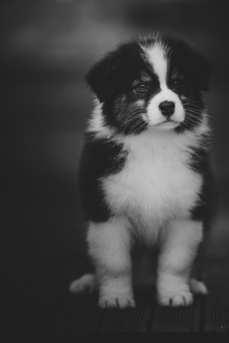 Chiot Berger Australien de la Dune d'Ozalee