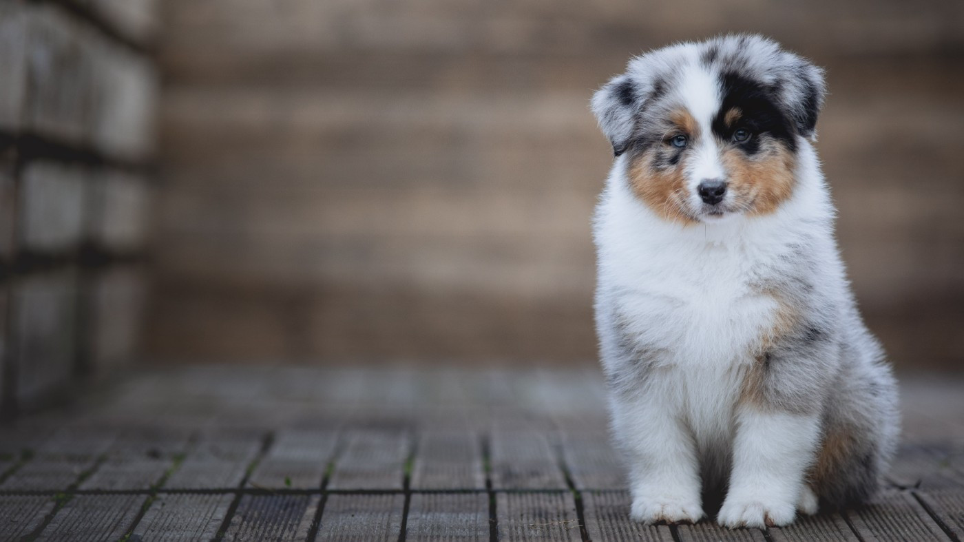 de la Dune d'Ozalee - Chiots disponibles - Berger Australien