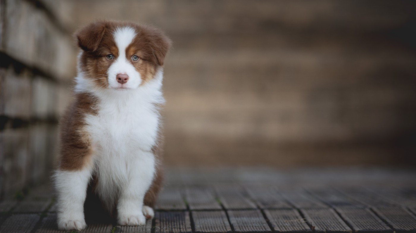 de la Dune d'Ozalee - Chiots disponibles - Berger Australien