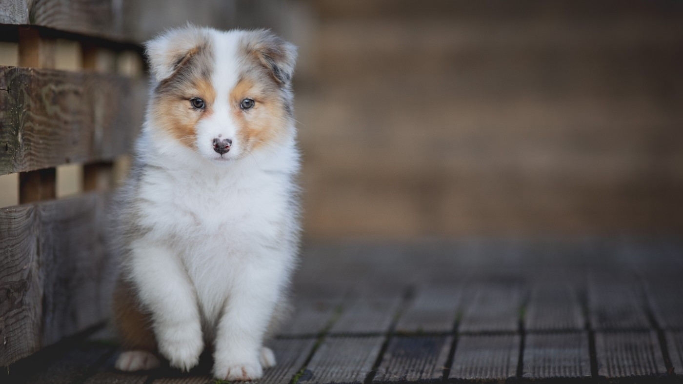 de la Dune d'Ozalee - Chiots disponibles - Berger Australien