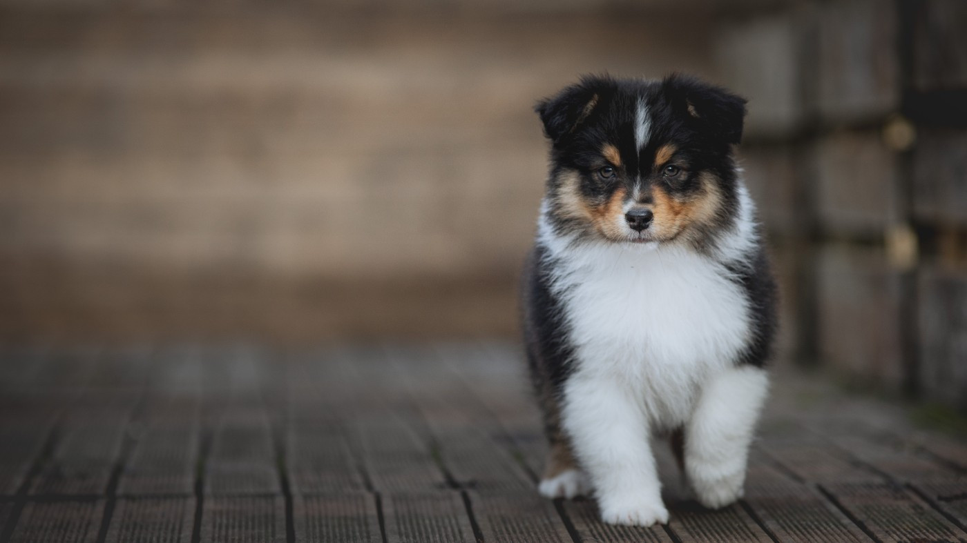 de la Dune d'Ozalee - Chiots disponibles - Berger Australien