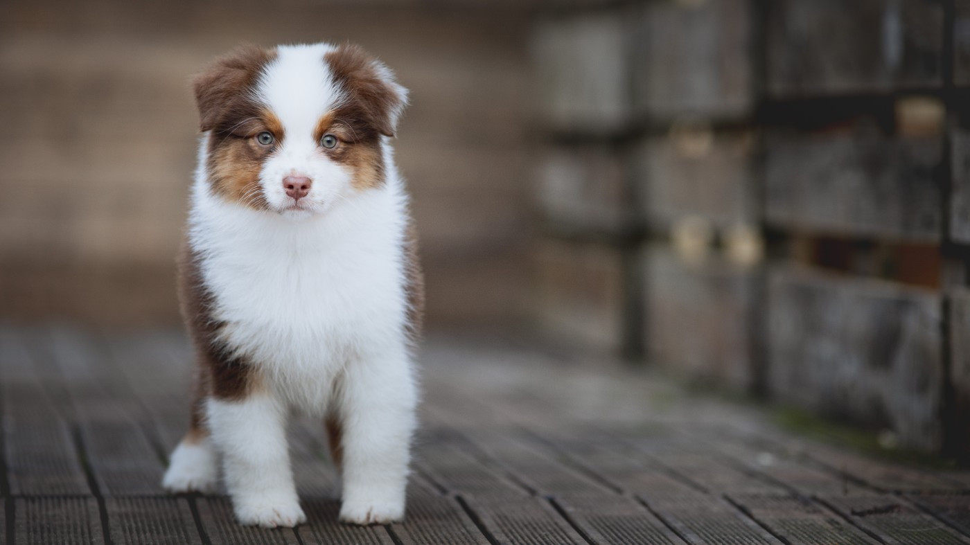 de la Dune d'Ozalee - Chiots disponibles - Berger Australien