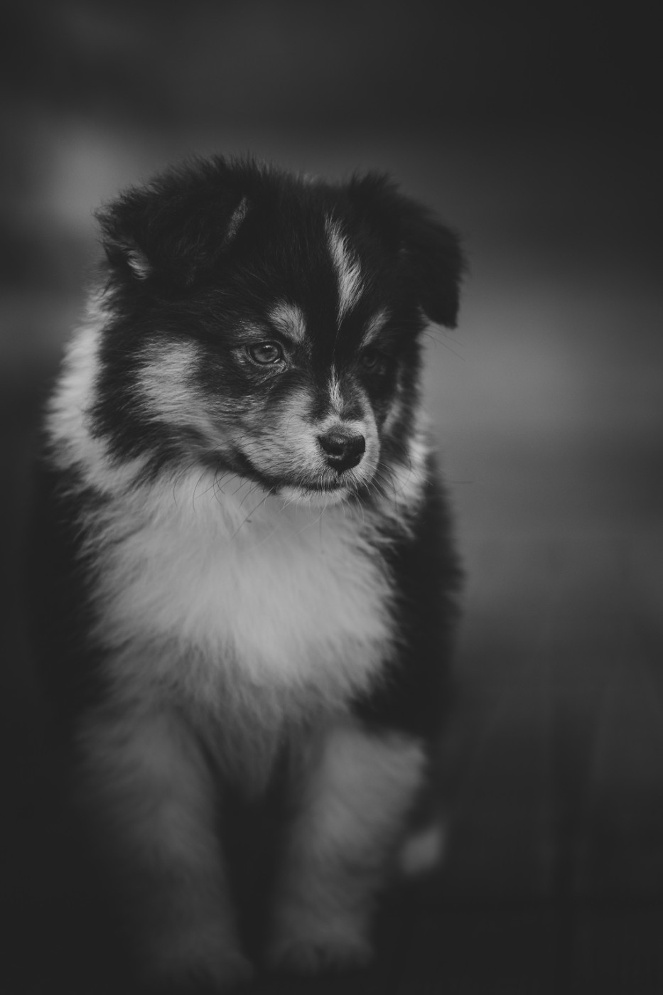 Chiot Berger Australien de la Dune d'Ozalee