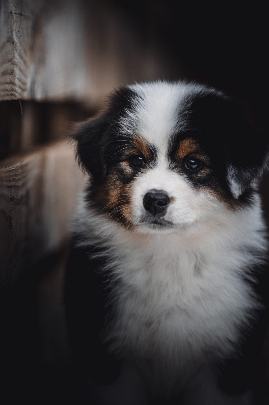 Chiot Berger Australien de la Dune d'Ozalee