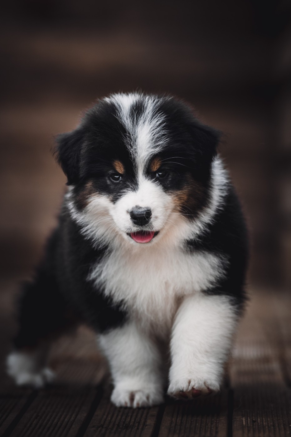 de la Dune d'Ozalee - Chiots disponibles - Berger Australien