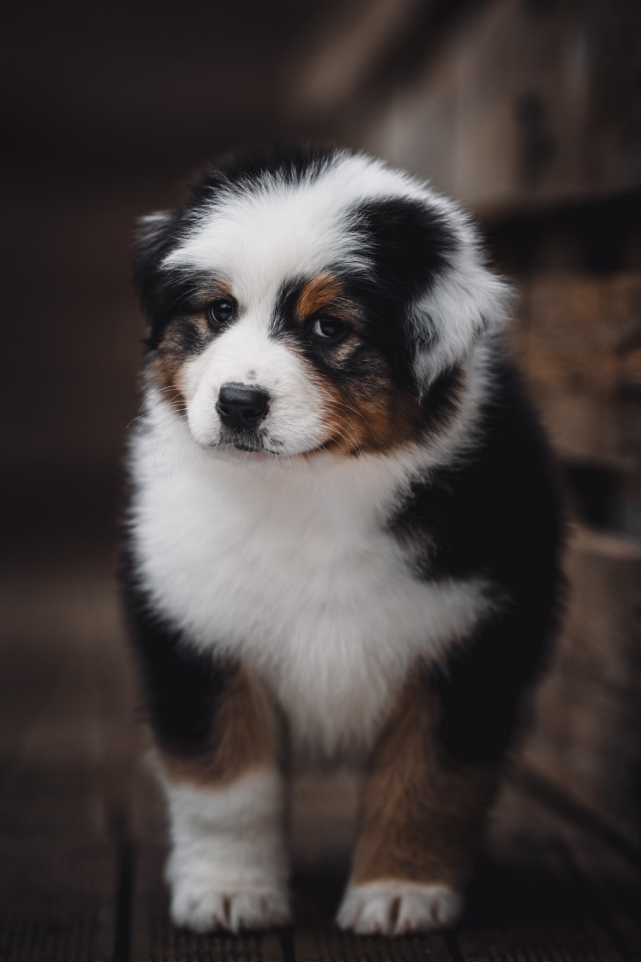 de la Dune d'Ozalee - Chiots disponibles - Berger Australien