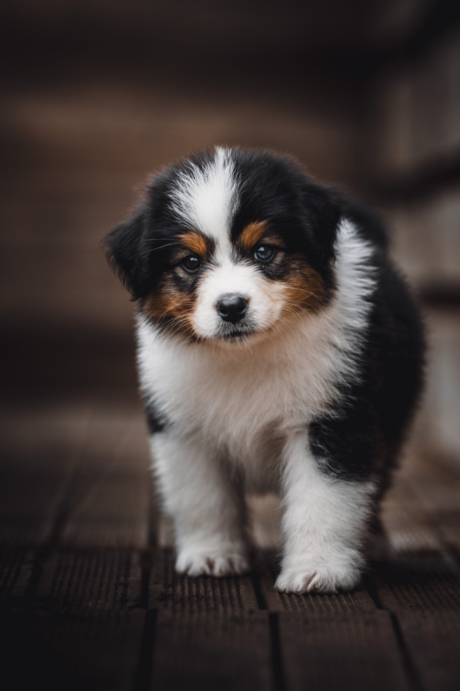 de la Dune d'Ozalee - Chiots disponibles - Berger Australien