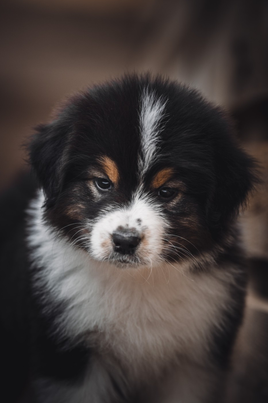 de la Dune d'Ozalee - Chiots disponibles - Berger Australien