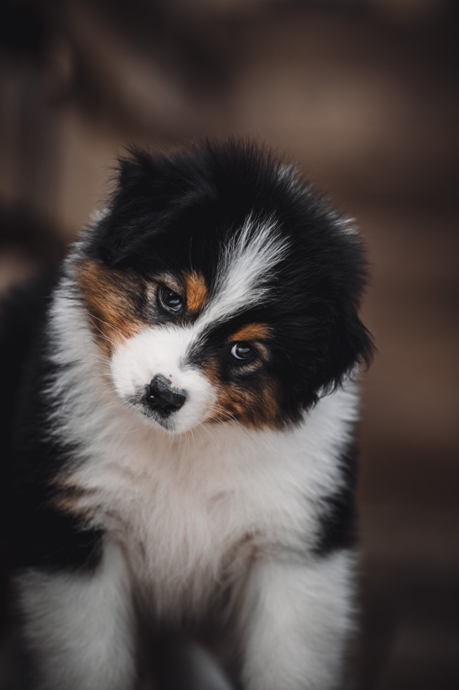 de la Dune d'Ozalee - Chiots disponibles - Berger Australien