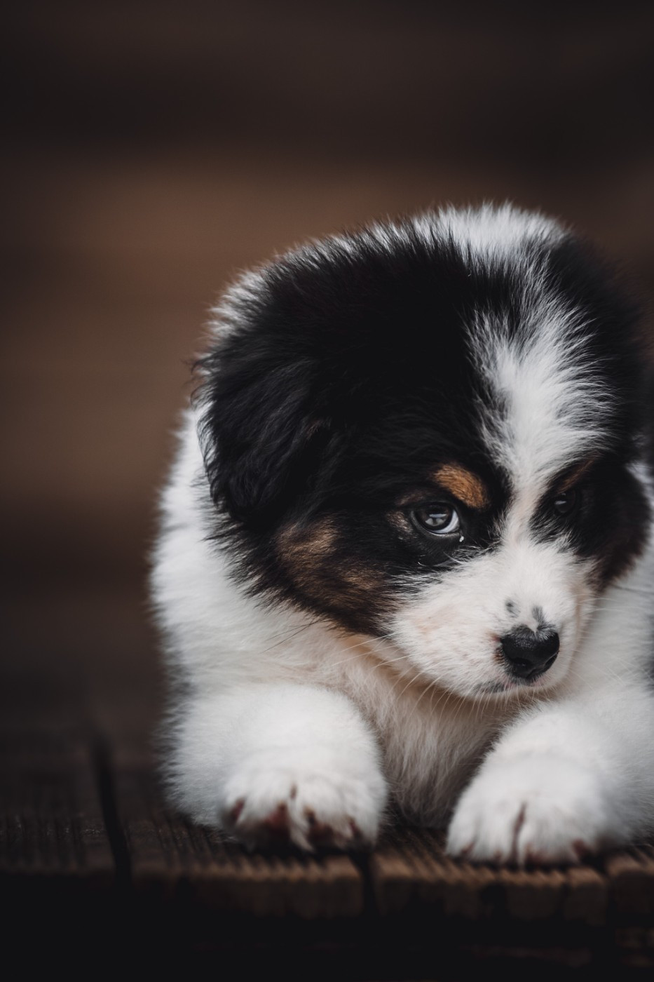 de la Dune d'Ozalee - Chiots disponibles - Berger Australien