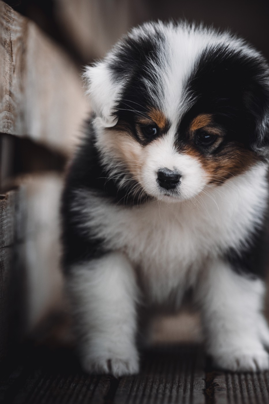 de la Dune d'Ozalee - Chiots disponibles - Berger Australien