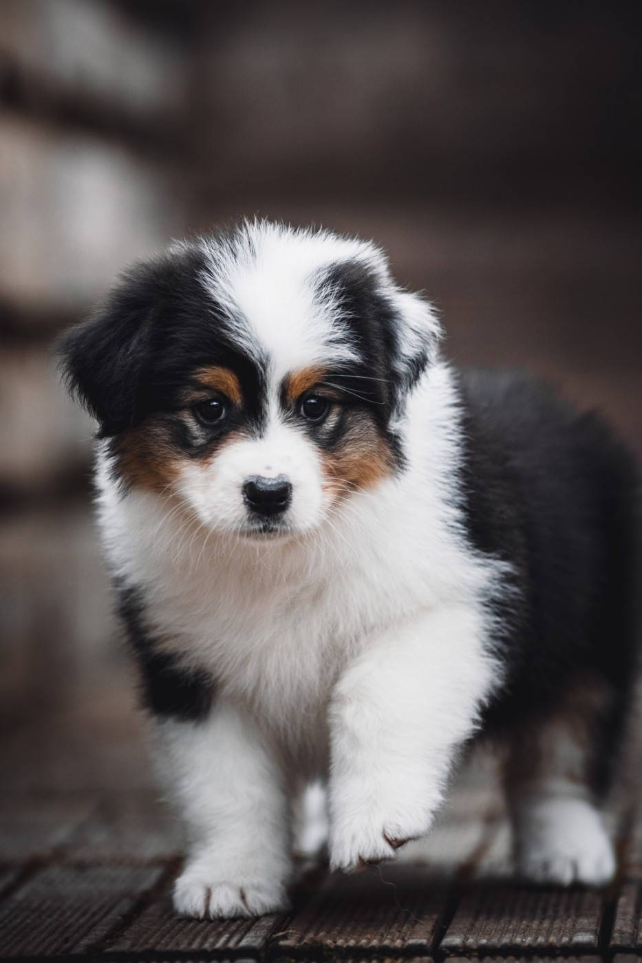 de la Dune d'Ozalee - Chiots disponibles - Berger Australien