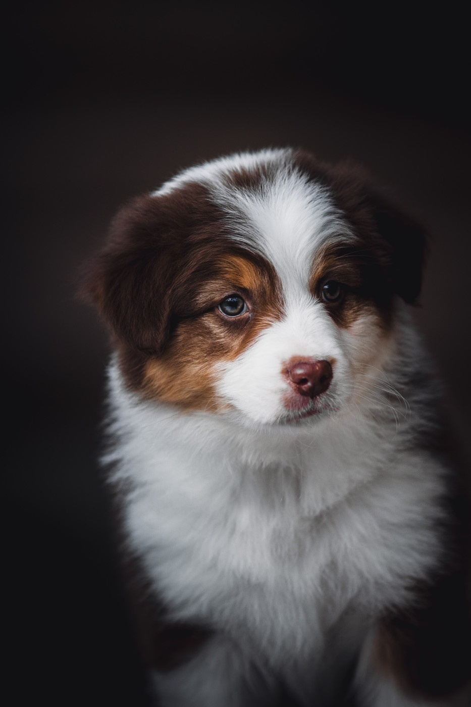 Chiot Berger Australien de la Dune d'Ozalee