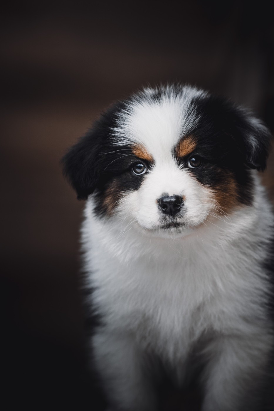 de la Dune d'Ozalee - Chiots disponibles - Berger Australien