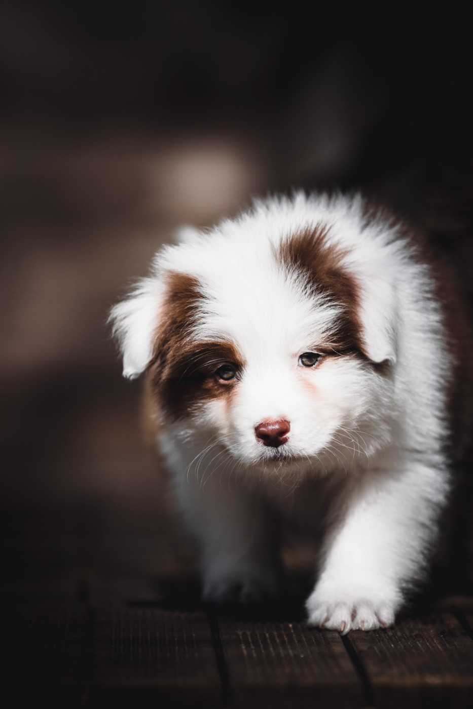 de la Dune d'Ozalee - Chiots disponibles - Berger Australien