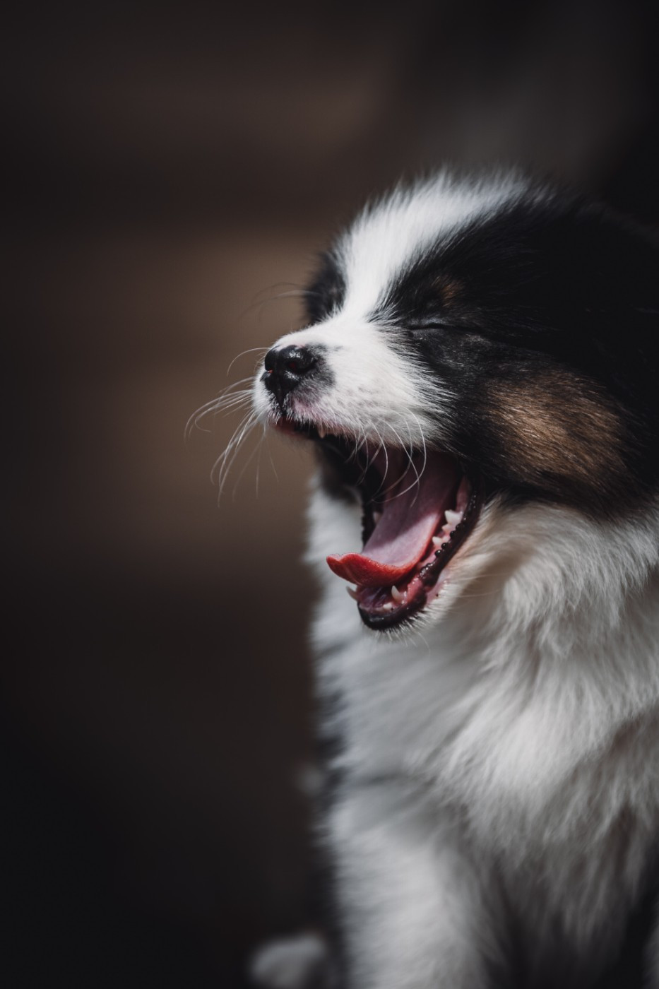 de la Dune d'Ozalee - Chiots disponibles - Berger Australien