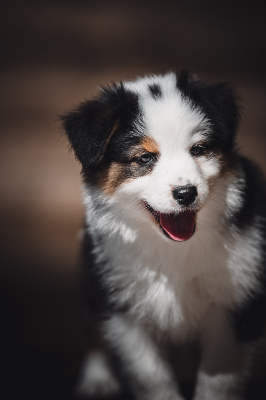 de la Dune d'Ozalee - Chiots disponibles - Berger Australien