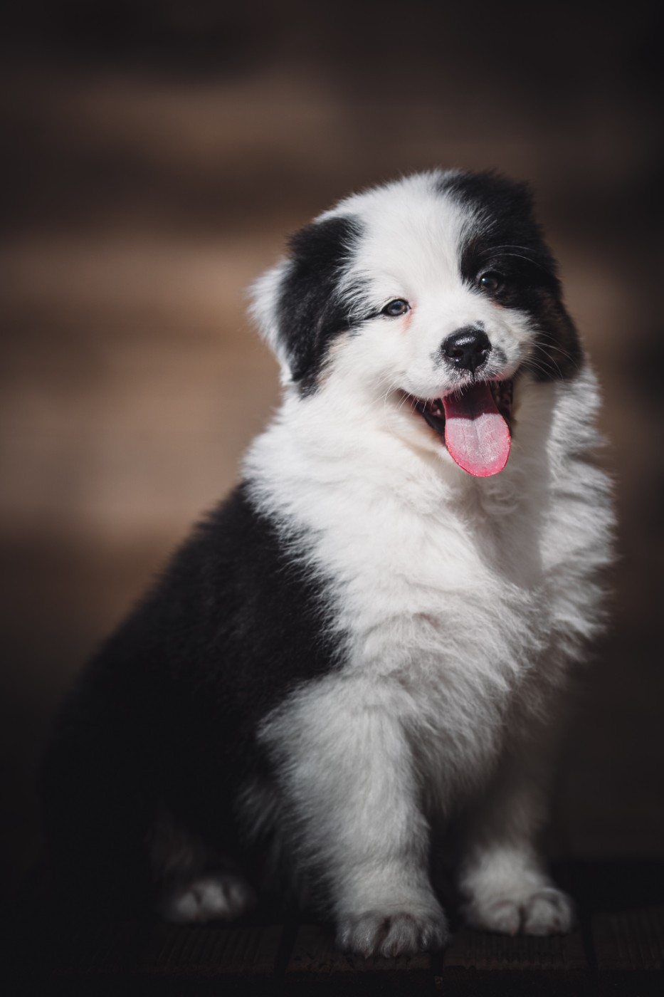 de la Dune d'Ozalee - Chiots disponibles - Berger Australien