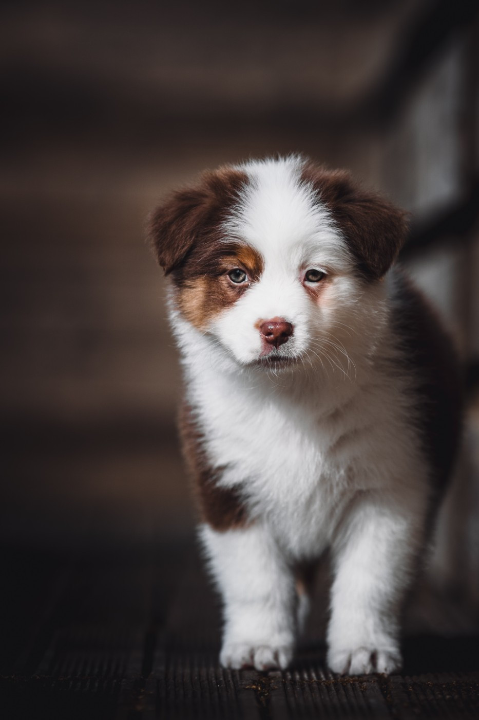 de la Dune d'Ozalee - Chiots disponibles - Berger Australien