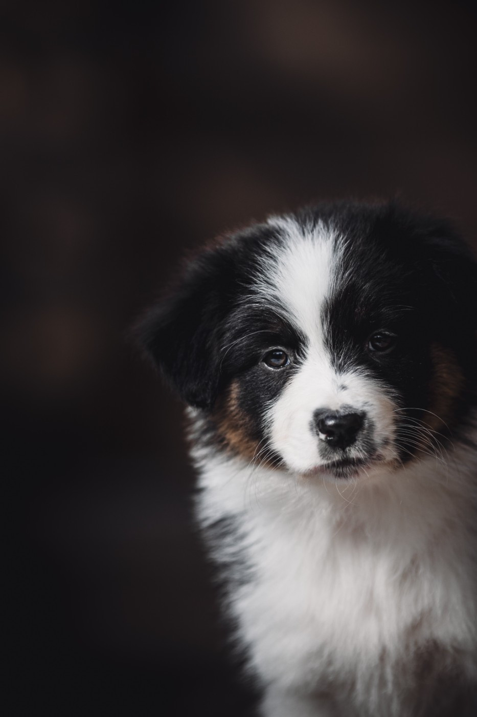 de la Dune d'Ozalee - Chiots disponibles - Berger Australien