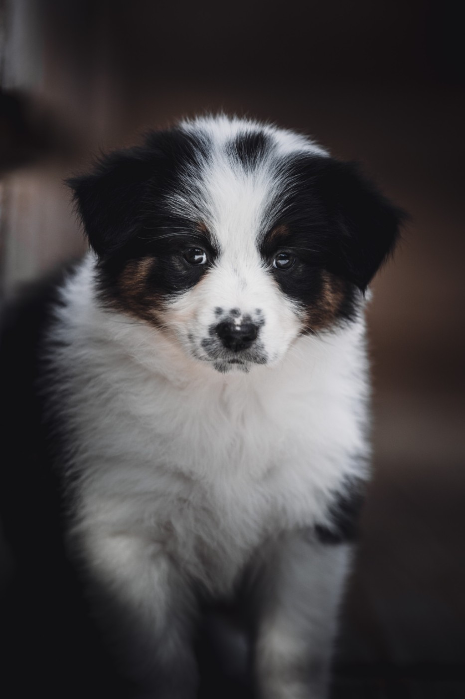 de la Dune d'Ozalee - Chiots disponibles - Berger Australien